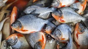 Ikan Bawal bersih